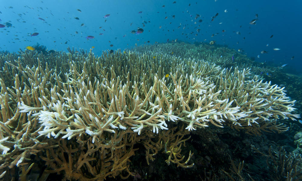 Coral Triangle