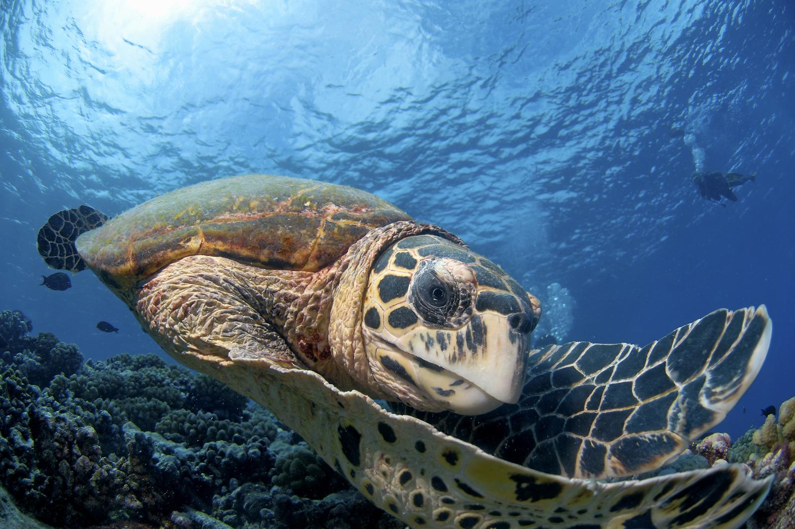 sea-turtles-and-climate-change-magazine-articles-wwf