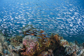 Coral Triangle