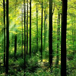 Trees in a forest