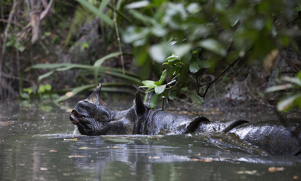 Javan rhino