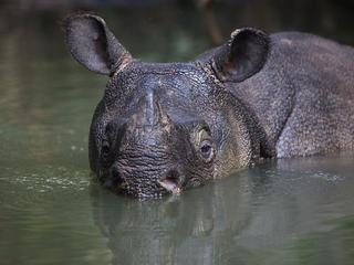 javan rhino