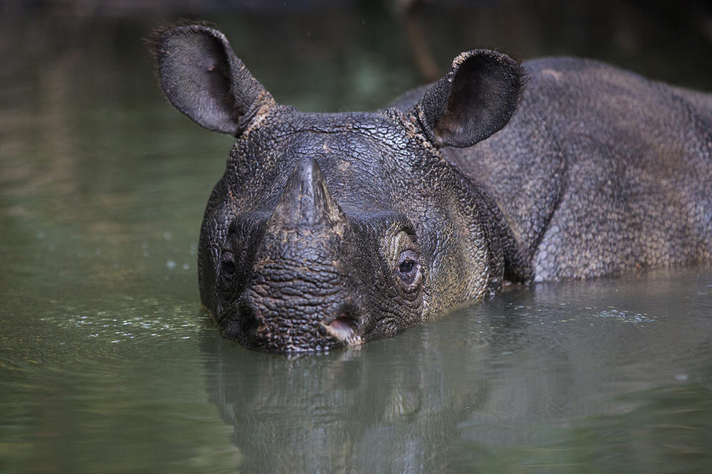 Rare Video of Critically Endangered Javan Rhinos | Stories | WWF