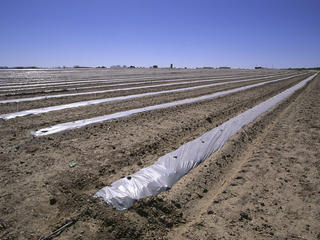 furrow farming in the desert