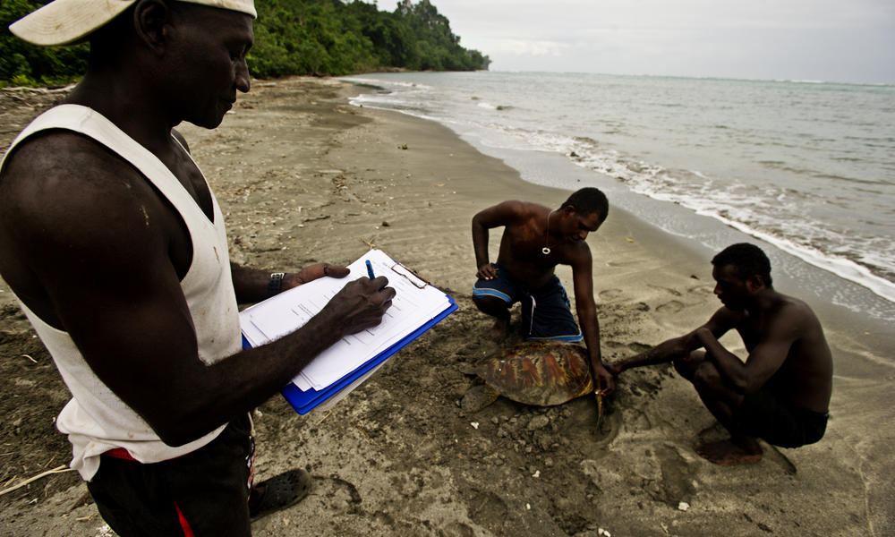 Coral Triangle turtle tagging