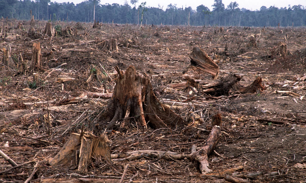 image de deforestation