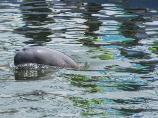 finless porpoise swimming