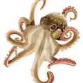 2-3-octopus