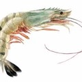 2-2-shrimp