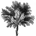 Treeicon