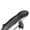 Whaleicon