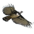Harpy