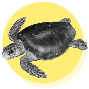 Loggerhead Turtle
