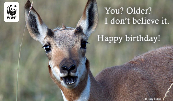 ecard pronghorm Birthday