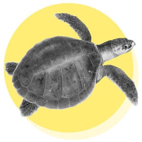 Kemp's Ridley Turtle