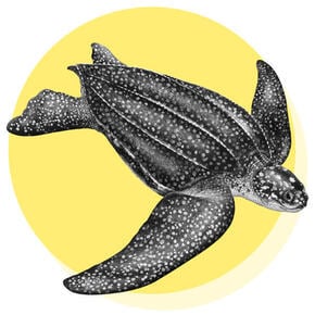 Leatherback Turtle