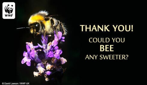 ecard bee Thank You