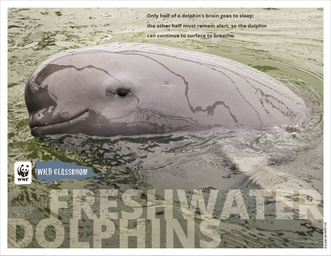 Wild Classroom dolphin poster landscape