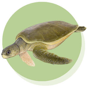 Flatback Turtle