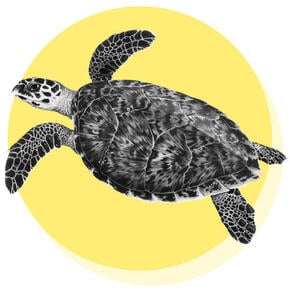 Hawksbill Turtle