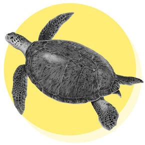 Green Turtle