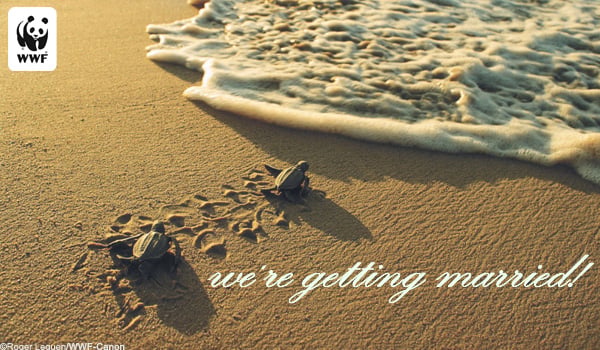 ecard turtles Marriage Announcement