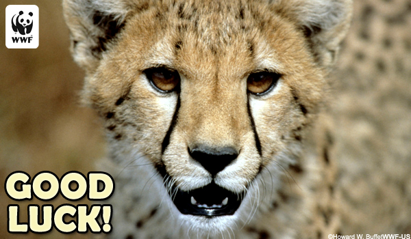 ecard Cheetah Good Luck