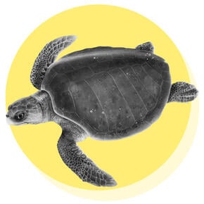 Olive Ridley Turtle