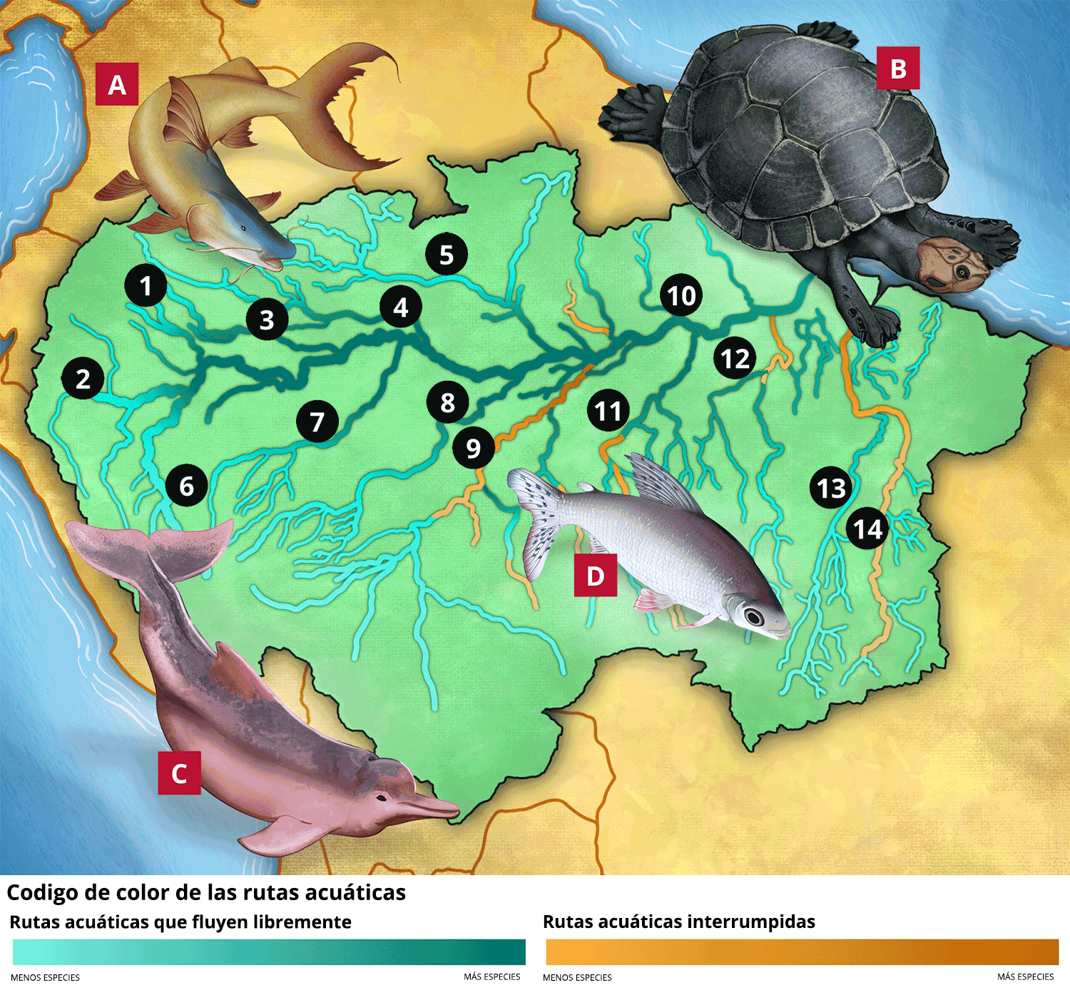 Amazon swimways graphic map SPANISH