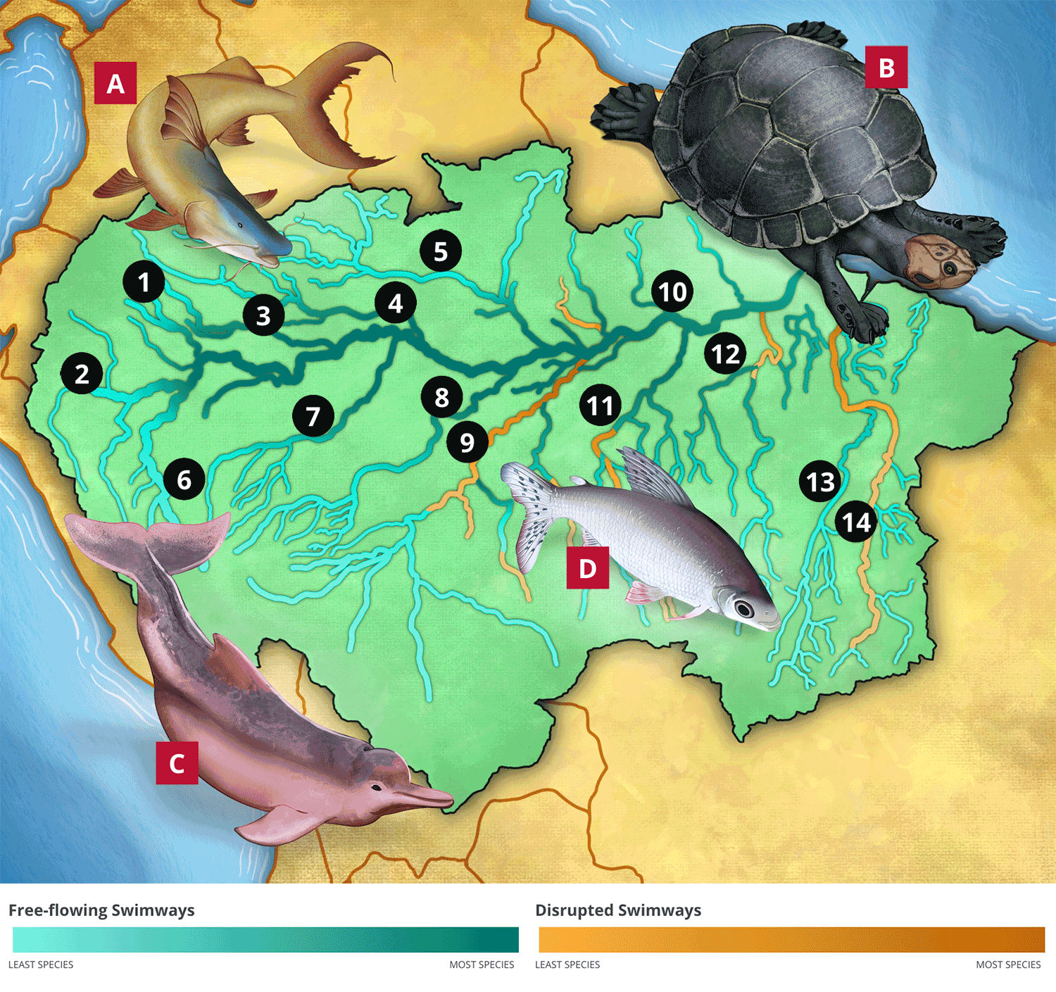 Amazon swimways graphic map