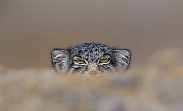 A Pallas’s cat peeking over a rock