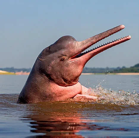 An Amazon river dolphin holds its head above the water