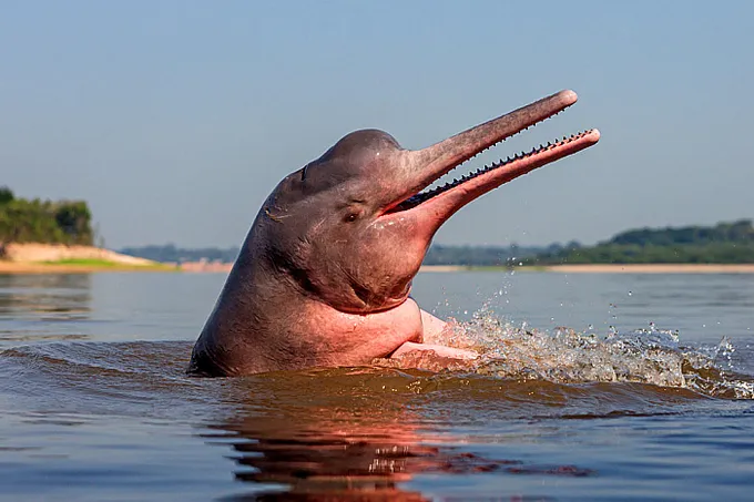 An Amazon river dolphin holds its head above the water