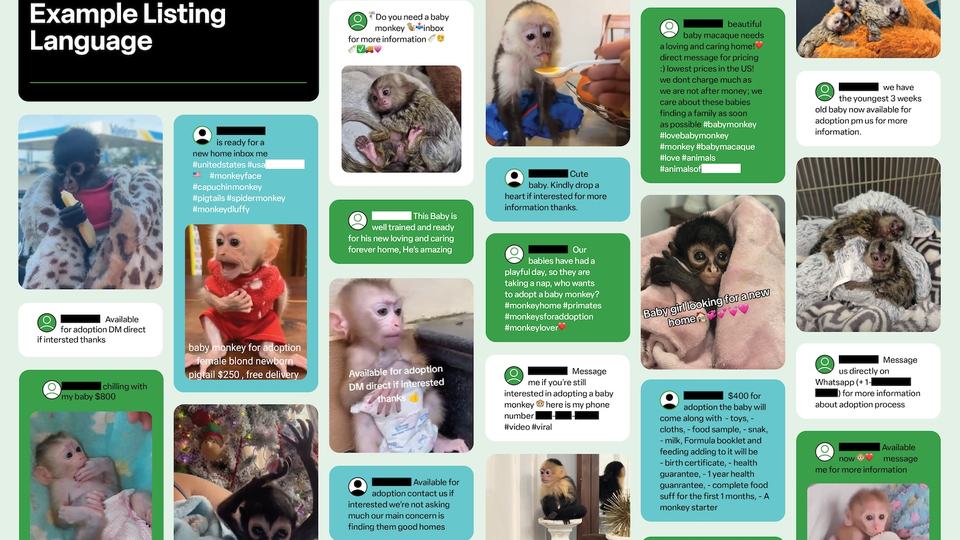 A screenshot of sample listings of primates for sale on social media