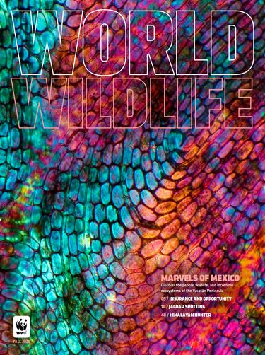 Colorful magazine cover, Fall 2026