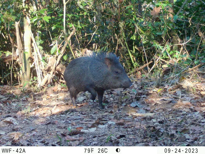 camera trap image of a collared peccary crossing a dirt road in the Peruvian Amazon
