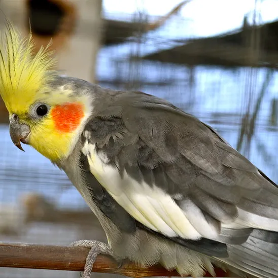 A cockatiel sits on a branch.