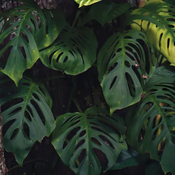 Leaves of a tropical plant from an Atlantic Forest. The leaves are green with oval holes in them.