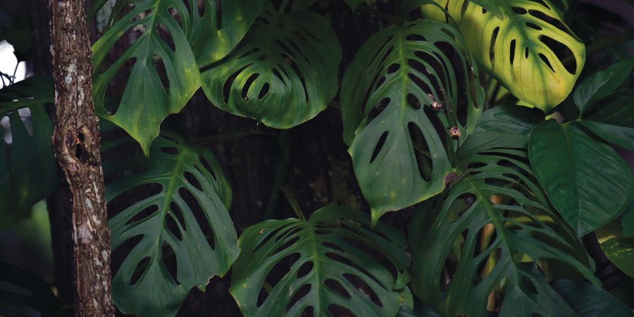 Leaves of a tropical plant from an Atlantic Forest. The leaves are green with oval holes in them.