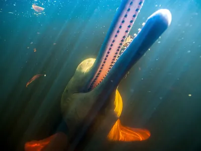 Amazon river dolphin moves towards the surface of the water with streaks of sunlight visible in the water