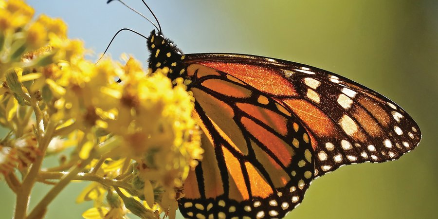 Monarch on flower