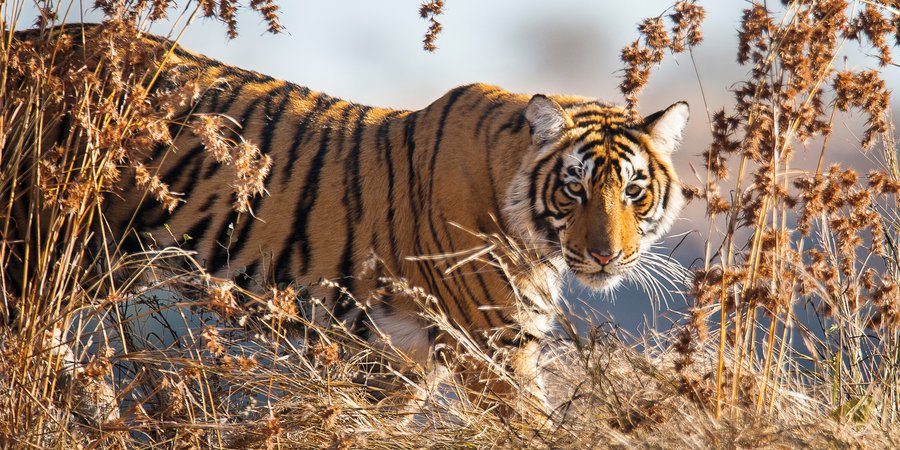Tiger walking in tall grass