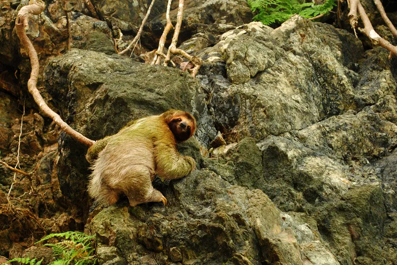 Green-tinged sloth