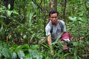 A man in a jungle