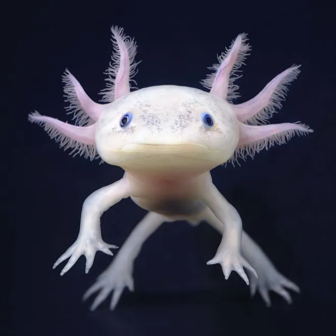 A pink axolotl floats in the water on a dark backdrop.