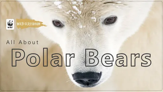 Cover of the polar bear presentation powerpoint.