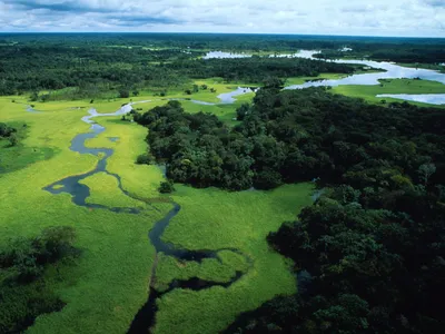 Aerial view of flooded forest during rainy season with floating plants, Rio Negro Forest Reserve, Amazonas, Brazil