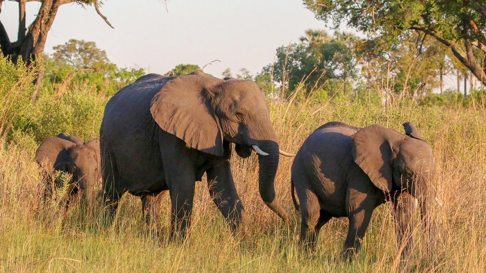 Three elephants in tall grass