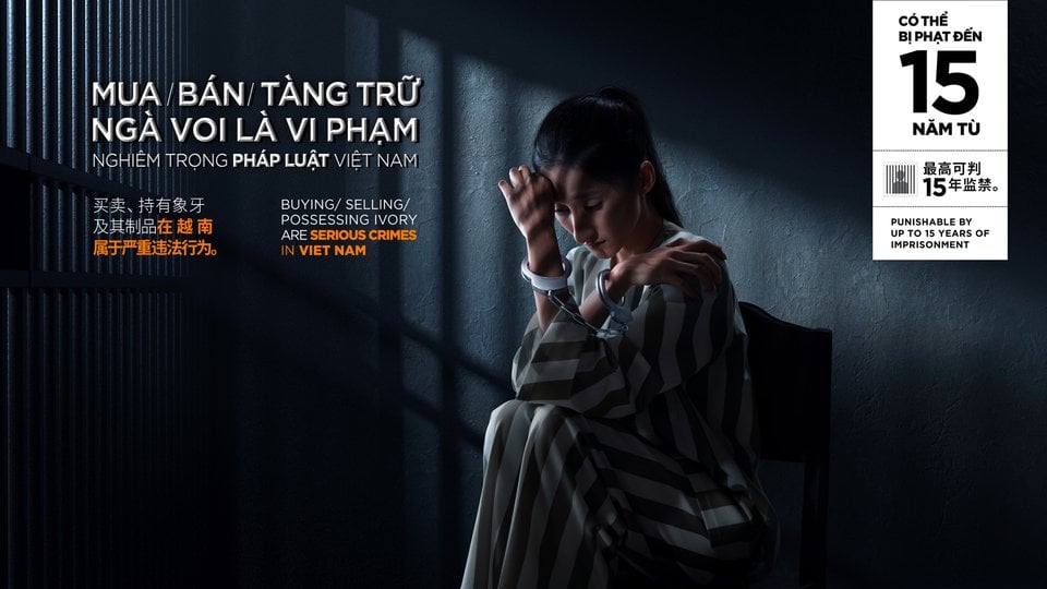Still from Vietnamese ad about illegal ivory