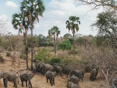 elephant in mozambique